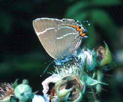 White-letter Hairstreak