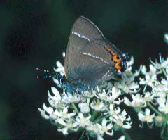 White-letter Hairstreak