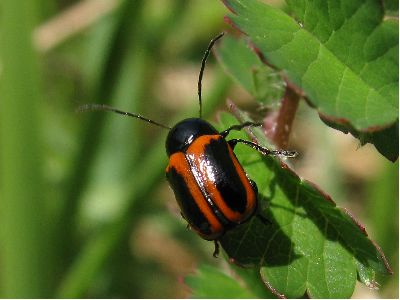 Cryptocephalus bipunctatus