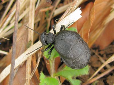 Rugged Oil Beetle