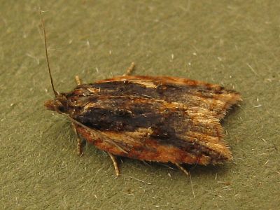 Acleris umbrana