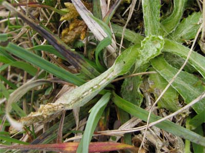 Agonopterix nanatella feeding