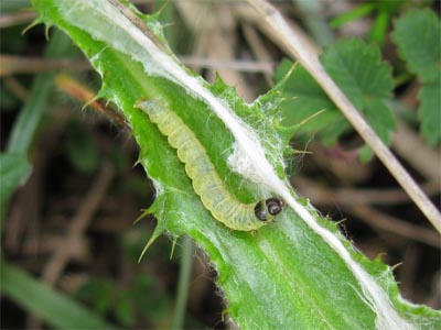 Agonopterix nanatella larva