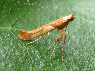 Caloptilia hemidactylella