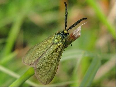 Cistus Forester