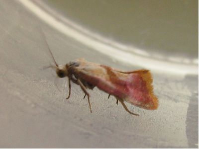 Cochylis flaviciliana