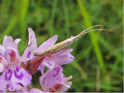 Coleophora lixella