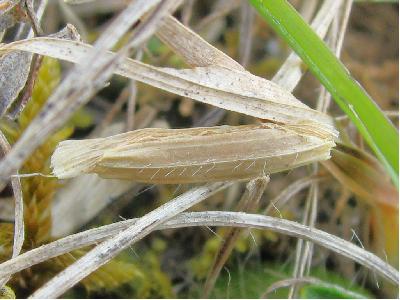 Coleophora lixella case