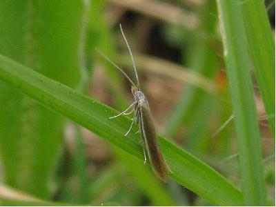 Coleophora niveicostella