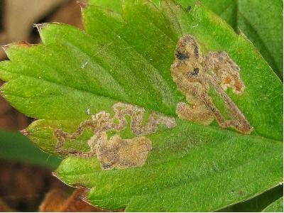 Ectoedemia arcuatella mines