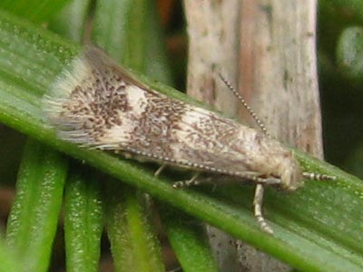Elachista bedellella female