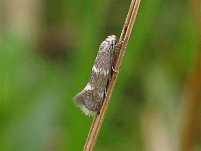 Elachista bedellella male