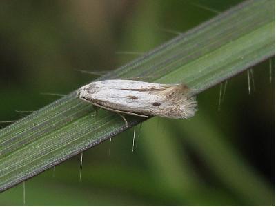 Elachista biatomella (worn)