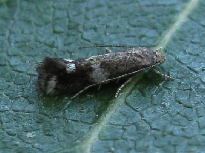 Elachista cinereopunctella female
