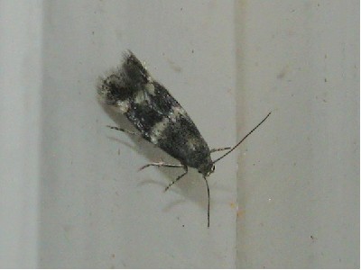 Elachista subnigrella female