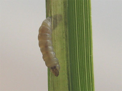 Elachista subocellea larva