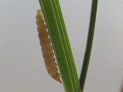 Elachista subocellea larva