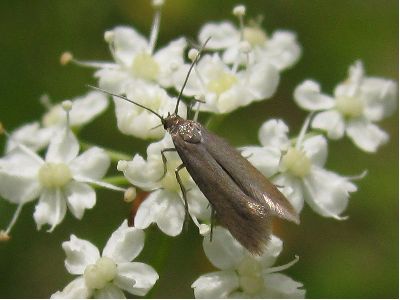 Epermenia profugella