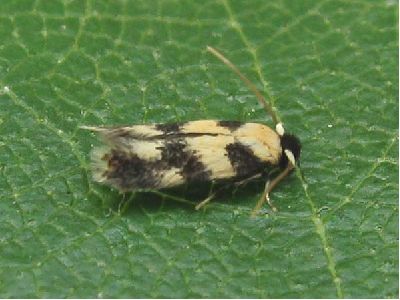 Etainia decentella