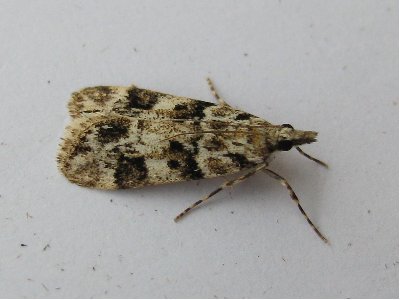Eudonia delunella