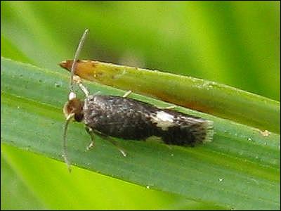 Glaucolepis headleyella