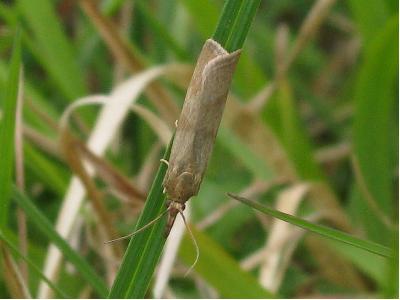 Hypochalcia ahenella