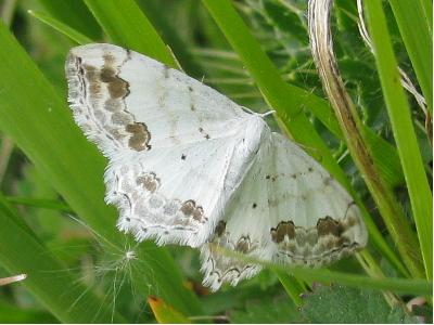 Lace Border