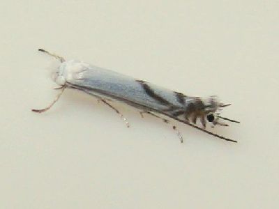 Lyonetia runifoliella