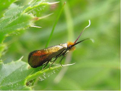 Nemophora cupriacella