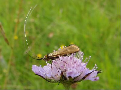 Nemophora metallica