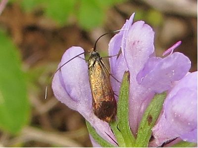 Nemophora minimella female