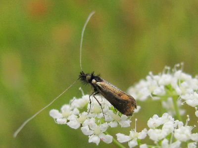 Nemophora minimella male