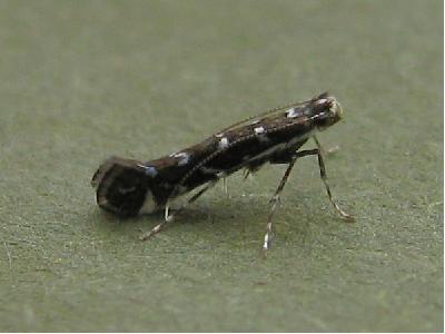 Parectopa ononidis