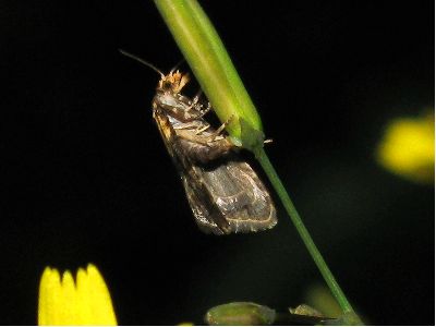 Phalonidia gilvicomana