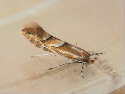 Phyllonorycter dubitella