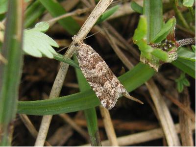 Rhopobota stagnana female