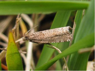 Rhopobota stagnana male