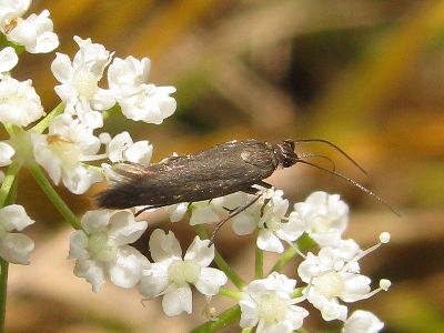 Scythris subcinctella