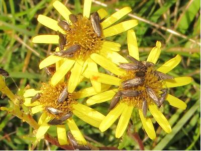 Scythris subcinctella