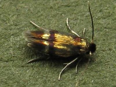 Stigmella aeneofasciella