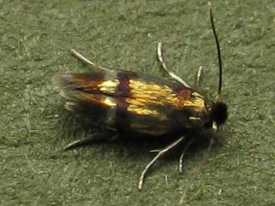 Stigmella aeneofasciella