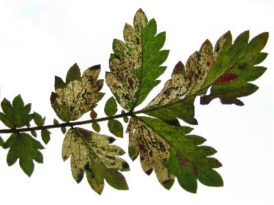 Stigmella aeneofasciella mines