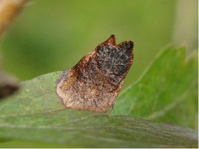 Stigmella paradoxa mine