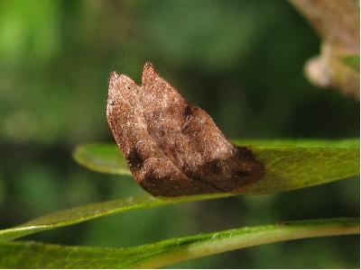 Stigmella paradoxa mine