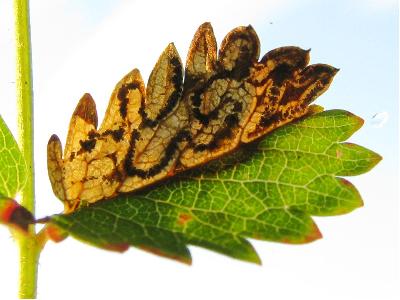 Stigmella poterii mine