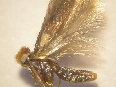 Trifurcula subnitidella