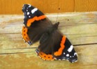 Red Admiral